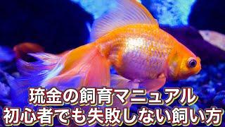 【金魚の飼い方】琉金入門！基本のケアから飼育のポイントまで