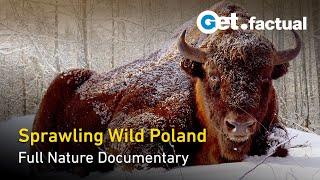 Wild Poland - Europe's Nature Reserve - Full Nature Documentary