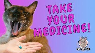 Need to Give a Cat a PILL? Here's How I Do It!