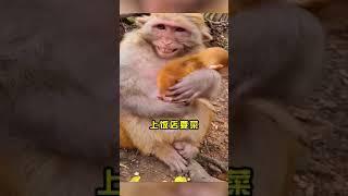 Cute baby monkey, funny monkey, Chinese monkey SY12