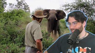 HasanAbi reacts to Man Stops Charging Elephant (Daily Dose of Internet)