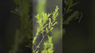 Take a moment to relax #relaxingmusic #relaxing#spring