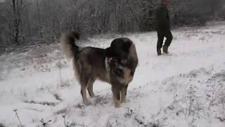 80 cm 76 kg ILLYRIAN Shepherd enjoying snow