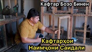 Бинен Кафтарои Наимчони Саидали.