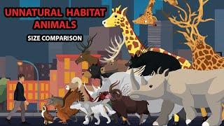 Unnatural Habitat Animal & Normal Animal Size Comparison | Unnatural Habitat Animal Animation