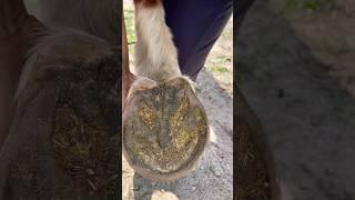 She almost FORGOT this one! #asmr #hoof #cleaning