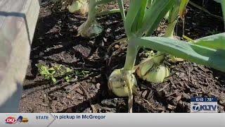 Continuing rain chances raise concerns for East Texas farmers