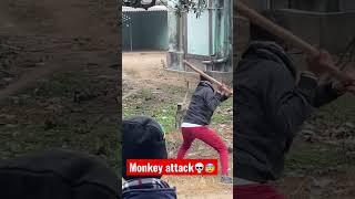 Dangerous monkey attack in village #monkey #villagevlog #villagelife #attack #animals #danger