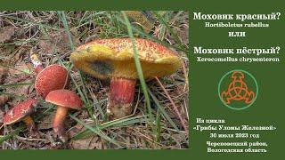 Моховик красный? или Моховик трещиноватый? -  Hortiboletus rubellus или  Xerocomellus chrysenteron?