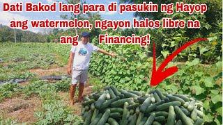 PIPINO- Di lang Bakod kundi pang Finance narin sa Watermelon ang Income