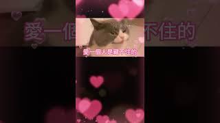 要記住 愛一個人是藏不住的 但... #meme #梗圖 #迷因 #愛 #cat #love #貓咪 #笑話  #shorts