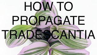 EASY RESULTS How to Propagate tradescantia zebrina fluminensis tricolor variegated START TO FINISH