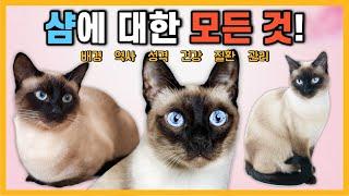 샴 고양이에 대한 모든 정보! [고양이 품종 특징]