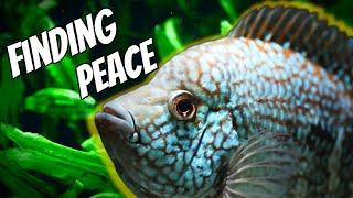 Amazing Aquariums and a GREAT Story, Finding Peace In Fish Tanks