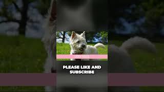 Terrier Dog Breeds List