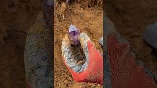 Finding incredible Amethyst crystals just underneath the surface in SE Pennsylvania.  #amethyst