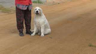 golden retriever R P Garry   29 05 2024