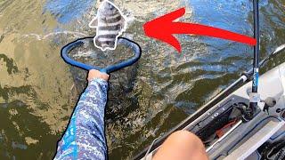 Kayak Fishing for Sheepshead: Gulf Shores, AL