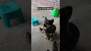 김깜순어 번역가 구합니다 #shorts