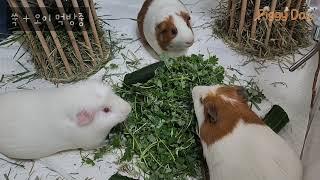 Happy guineapig l 해삐옹자두네 l 감자이야기 l 옹심,감자,만두 l 기니피그 l 기니피그일상 l