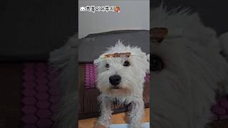 퇴근하고 왔더니 촉촉해진 희복이! #westie #화이트테리어 #웨스티 #puppy