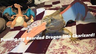 Turning my Bearded Dragon into Charizard