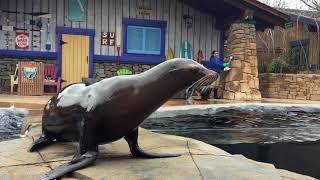 Sea Lion "Spring Training" at Saint Louis Zoo