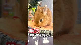 ペットにうさぎがオススメな理由５選【ネザーランドドワーフのコッペ】#shorts #うさぎ #うさぎのいる暮らし #ウサギ #rabbit