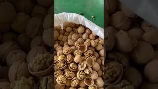 Walnuts, Walnut Kernels from china