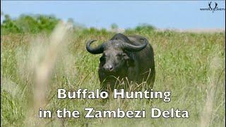 Trailer  Hunting Buffalo in the Zambezi Delta