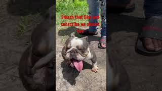 Exotic bully dog play date