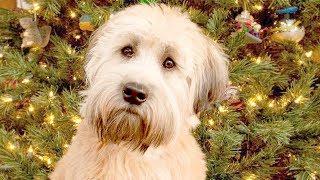 Funny Wheaten Terrier Videos