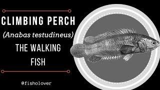 Climbing Perch (Anabas testudineus) - The Walking Fish