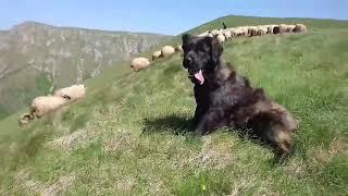 Illyrian Sheepdog on Bosnja Hercegovina Highlands