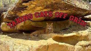 Future Homestead EP:7 | Introducing my cats to their future home | running errands | new shed