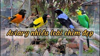 Giới Thiệu Aviary - Chuồng nuôi chim cảnh hơn 20 loài Đẹp & Bắt mắt