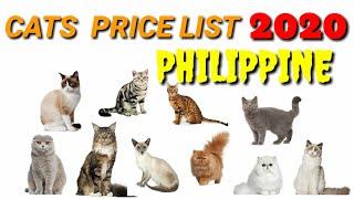 CAT'S PRICE LIST IN THE PHILIPPINE  2020 / PRESYO NG PUSA SA PILIPINAS 2020