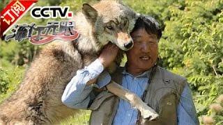 “狼王”杨长生：我在新疆养狼 | CCTV-4 《流行无限》 20161023