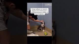 Собака из приюта #моюака #другчеловека #море #светланасавинова