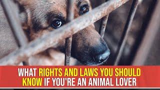 What Rights And Laws You Should Know If You're An Animal Lover