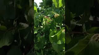 annual apricots on sale  #nature #farming #farming #mountains #apricots #2025