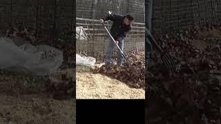 How I help sawdust mulch breakdown faster #garden #healthysoil #growyourownfood #growfoodnotlawns
