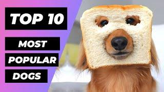 TOP 10 Most POPULAR Dog Breeds In The World | 1 Minute Animals