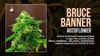Beaver Seeds Sativa Autoflower Cannabis Seeds