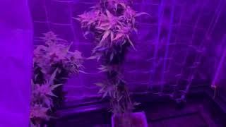 5/17/19 colodial silver auto feminized seeds harvest.