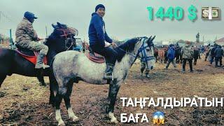 ТАҢҒАЛДЫРАТЫН БАҒА, ҚЫЗЫЛОРДА МАЛ БАЗАРЫ.