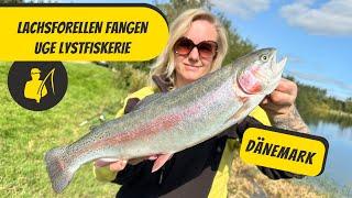 Lachsforellen fangen - Uge Lystfiskerie