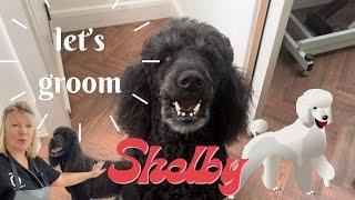 Let’s groom “Shelby” the standard poodle.