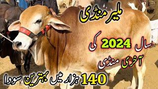 Malir Mandi Karachi Cattle Rates Update | 31 December 2024 |  Cow Mandi 2025