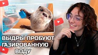 КОРЯ СМОТРИТ ВИДЕО С МИЛЫМИ ВЫДРАМИ